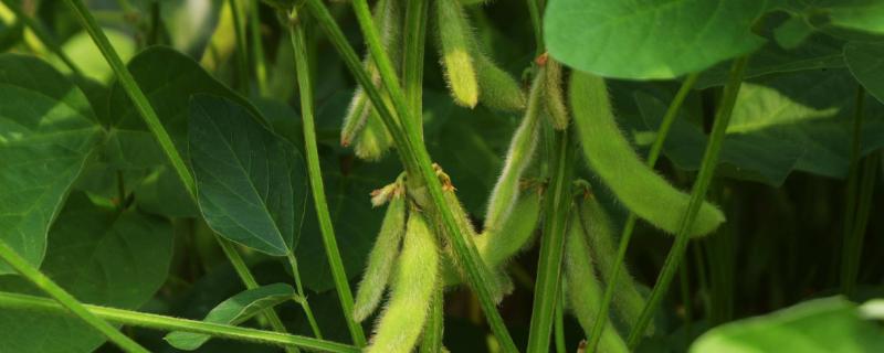 石鲜7号大豆品种的特性，生育期85天左右