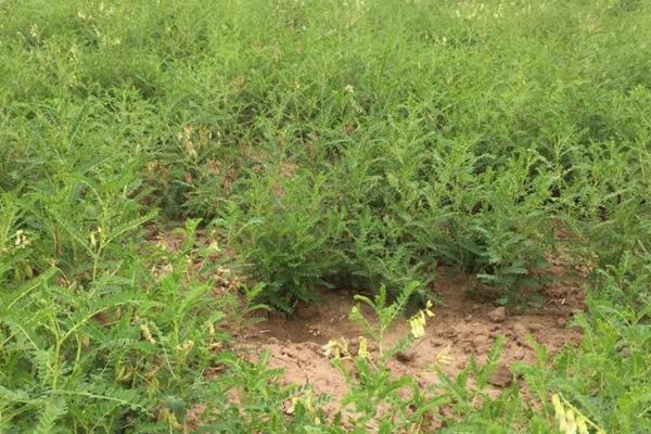 黄芪种植中常见的问题，注意避免以下四点