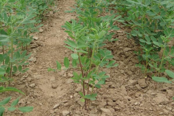黄芪种植中常见的问题，注意避免以下四点