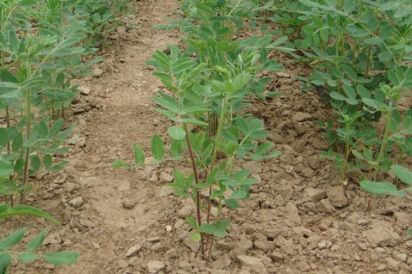 黄芪种植中常见的问题，注意避免以下四点