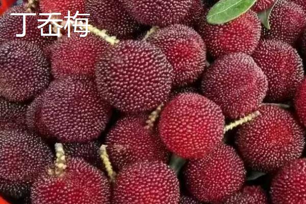 杨梅的优良品种介绍，荸荠种杨梅在我国种植面积较大