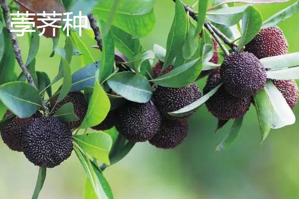 杨梅的优良品种介绍，荸荠种杨梅在我国种植面积较大