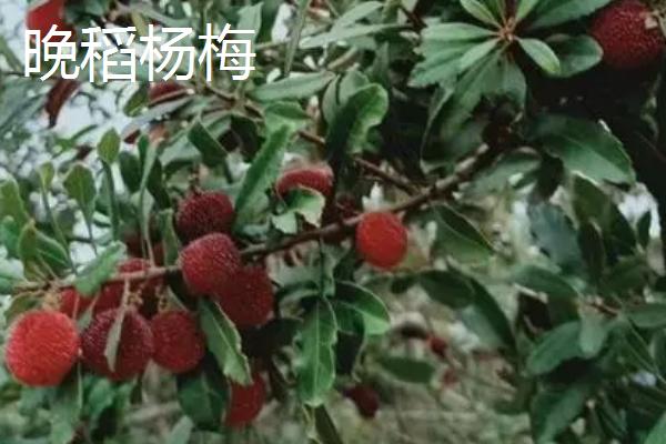 杨梅的优良品种介绍，荸荠种杨梅在我国种植面积较大