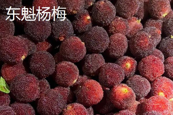 杨梅的优良品种介绍，荸荠种杨梅在我国种植面积较大