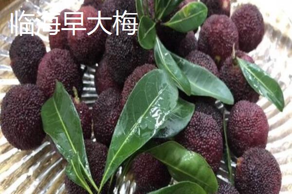 杨梅的优良品种介绍，荸荠种杨梅在我国种植面积较大
