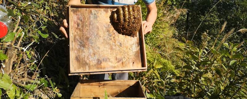 为什么南方11到12月诱蜂，耐寒性较强的蜜源植物开始开花泌蜜了