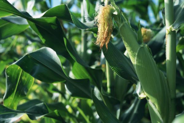 慧玉3000玉米品种简介，注意防治玉米螟和瘤黑粉病