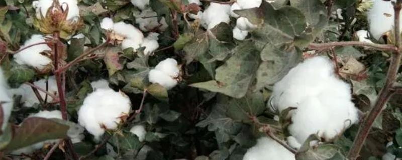 新疆种植棉花的优势，气候适宜棉花生长且种植面积大