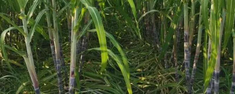 大棚甘蔗的种植方法，发现缺苗断垅情况要及时补苗