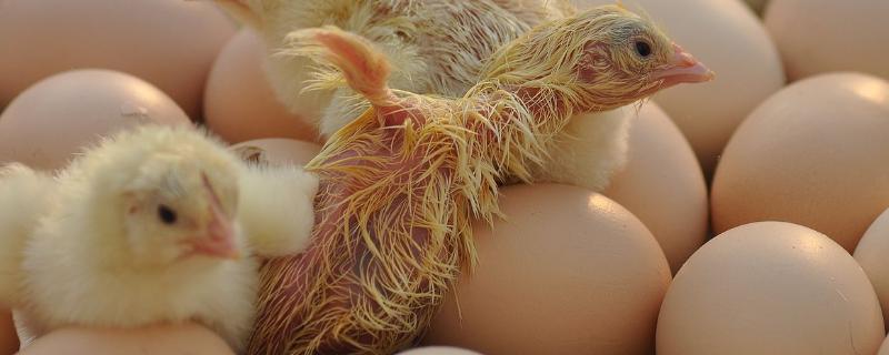 孵化小鸡需要多少天，通常为21天左右