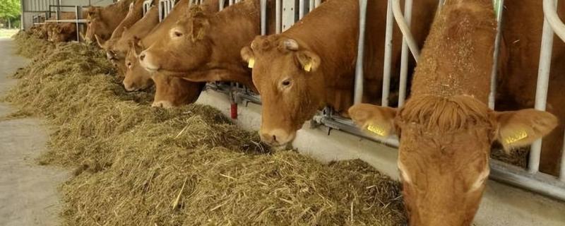 肉牛吃什么饲料长得快，可喂食草料、青贮饲料和精料补充料