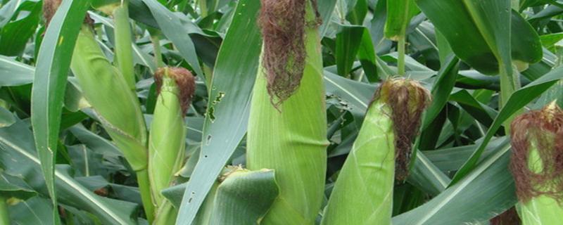 DF991玉米品种简介，适宜播期4月下旬至5月上旬