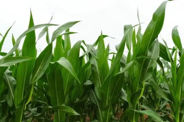 白甜糯66玉米种子简介，适宜播期4月下旬至6月中旬