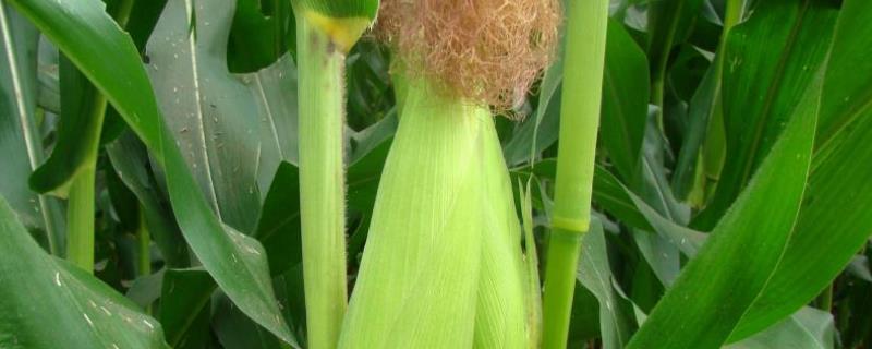 金农149玉米种子特征特性，中抗穗腐病