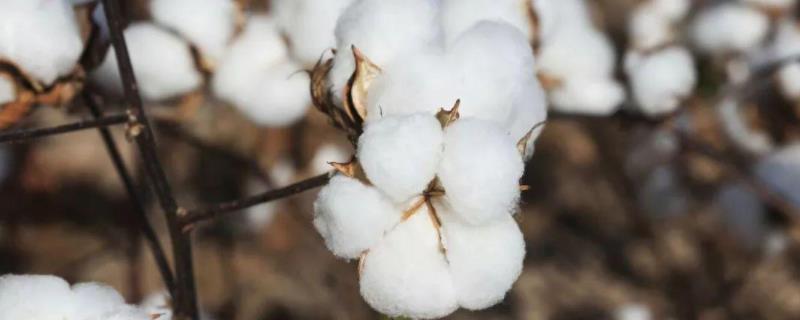 冀农大38号棉花种子特征特性，生育期123天左右