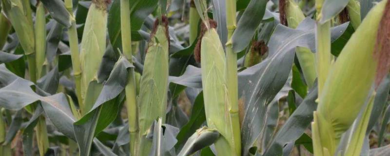 红天糯6号玉米品种的特性