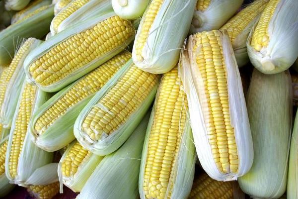 金蔬玉27号玉米品种的特性，大喇叭期及时防治玉米螟
