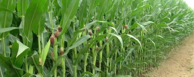 有志019玉米品种的特性，攻苞肥每亩施尿素20公斤