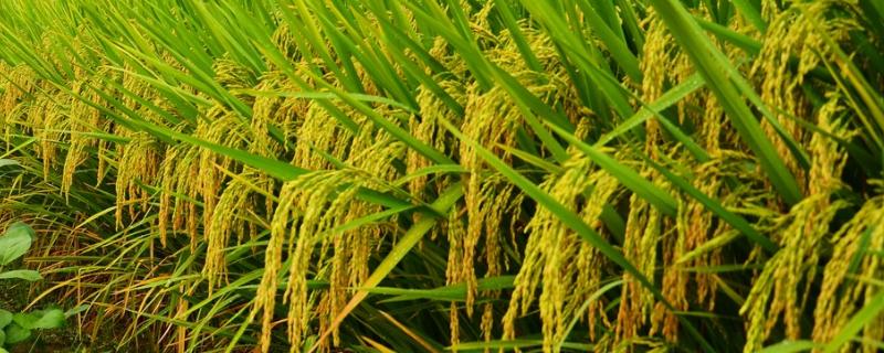 泸优727水稻种子特征特性，籼型三系杂交水稻品种