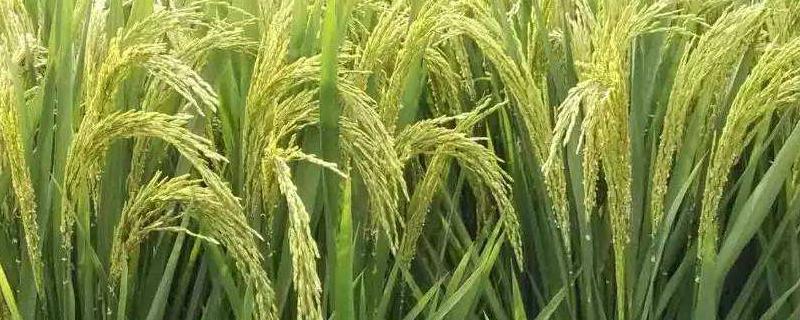 韵两优827水稻品种简介，播种前用强氯精浸种