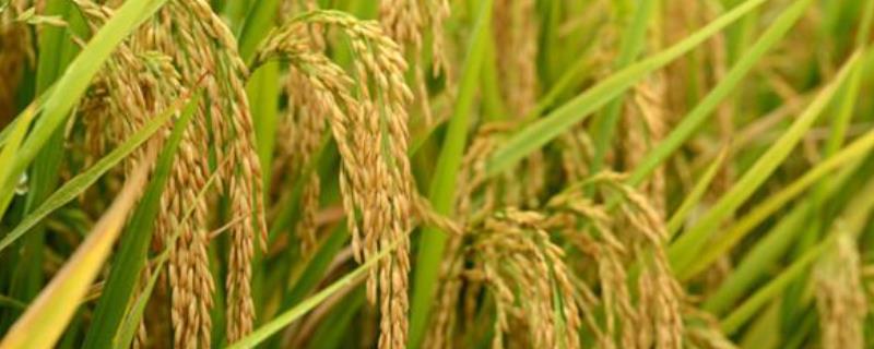 旌优781水稻品种简介，籼型三系杂交水稻品种
