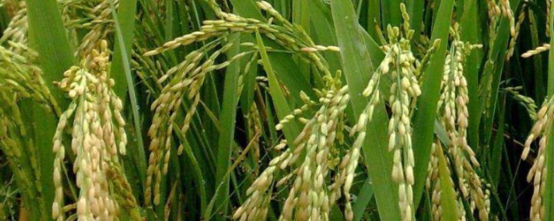 隆两优534水稻种子特征特性，全生育期135.8天