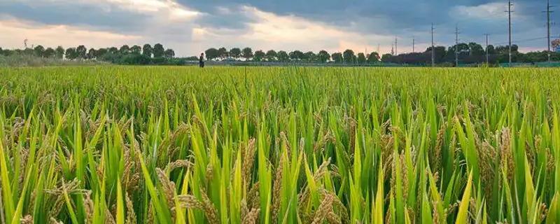 梦两优黄莉占水稻种子特征特性，秧田亩播种量8～10千克