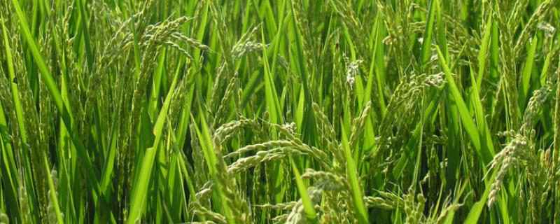 红占1号水稻品种的特性，该品种属多穗型品种