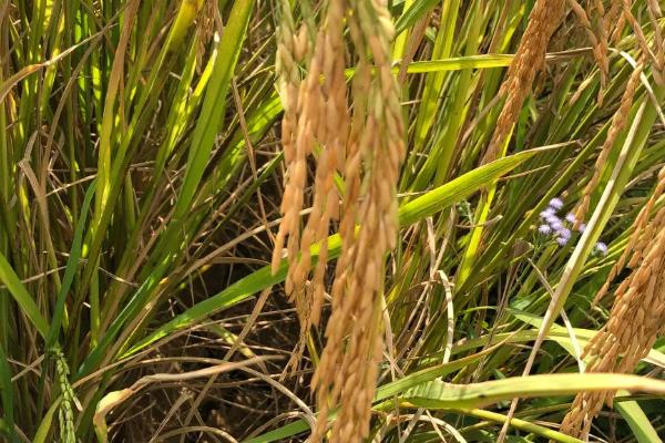 丰田优051水稻种简介，每亩有效穗数16.8万