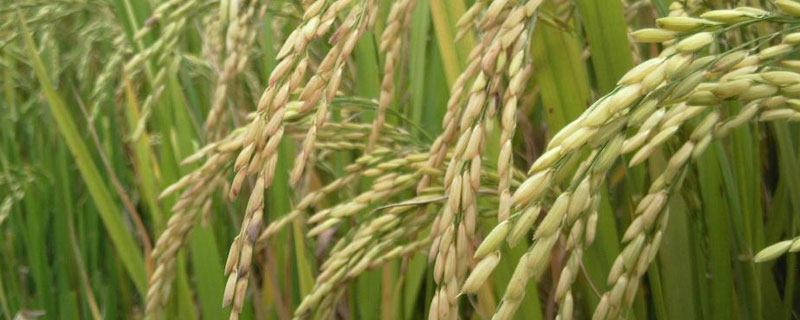 壮香优白金6水稻品种简介，全生育期117.6天