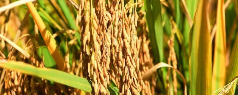 顺丰优新贵占水稻种简介，每亩有效穗数18.2万