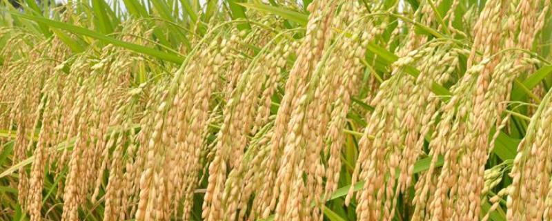 金香优6号水稻种子特点，综合防治病虫鼠螺害