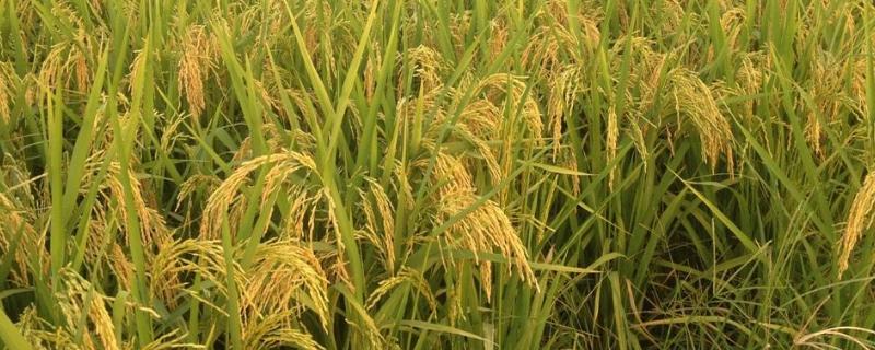 野香优海丝水稻种子特点，全生育期138.5天