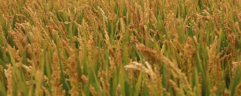 馫香优1068水稻种简介，适宜中等肥力水平栽培