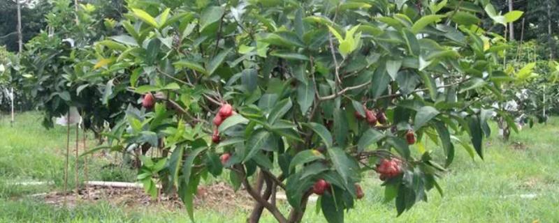 莲雾果树能在北方种植吗，可以但只能在温室环境中进行