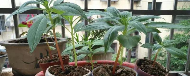 凤仙花喜阴还是喜阳，属于喜阳草本植物