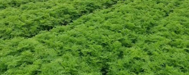 川芎的种植效益，主要取决于实际产量