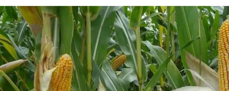 玉米种子播种前注意事项，不可在同一地块连续种植