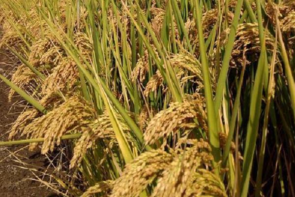 隆晶优华宝水稻品种的特性，沿海地区种植注意防治白叶枯病