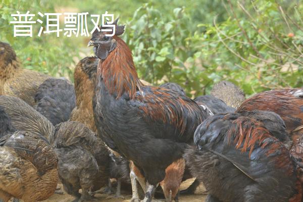 云南普洱的特产，鸡枞被评为十大健康食品之一