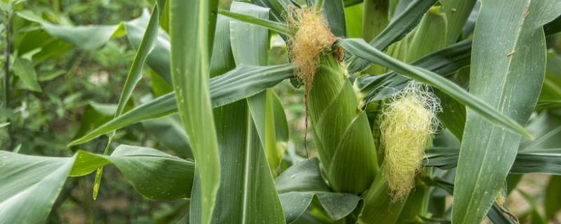 劲糯4号玉米种子简介，在区试3333株/亩密度下
