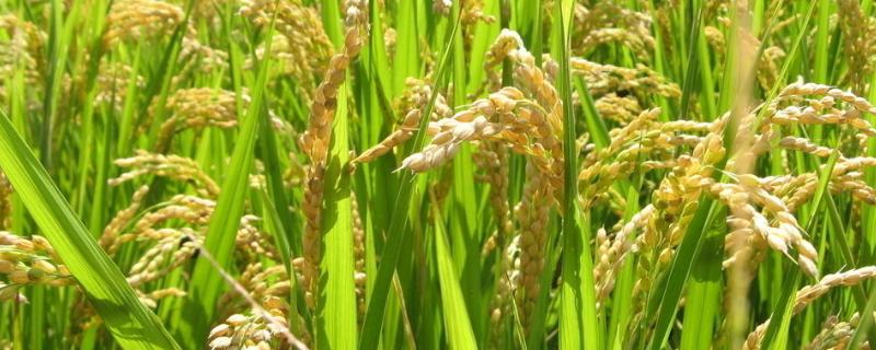 龙两优506水稻品种的特性，每亩插足7－8万基本苗