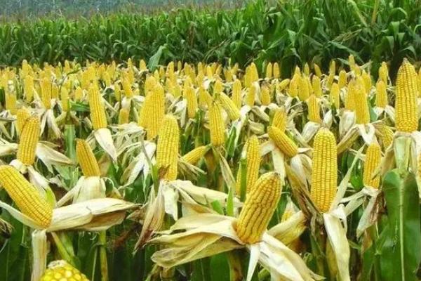 劲糯4号玉米种子简介，在区试3333株/亩密度下