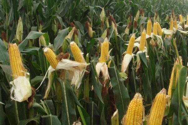 瑞玉166玉米品种简介，亩植密度3000株左右