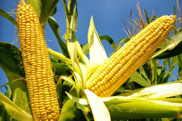 五谷8518玉米种子特点，春播平均生育期134.8天