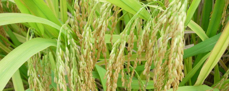 资优281水稻品种简介，该品种株型适中