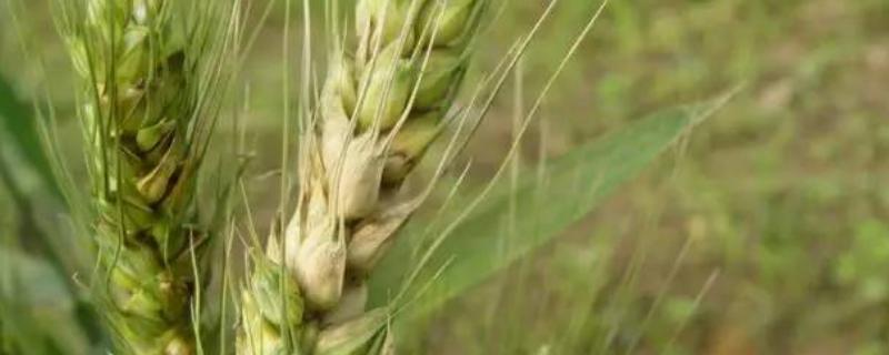 中科糯麦18小麦品种简介，2019年高抗条锈病