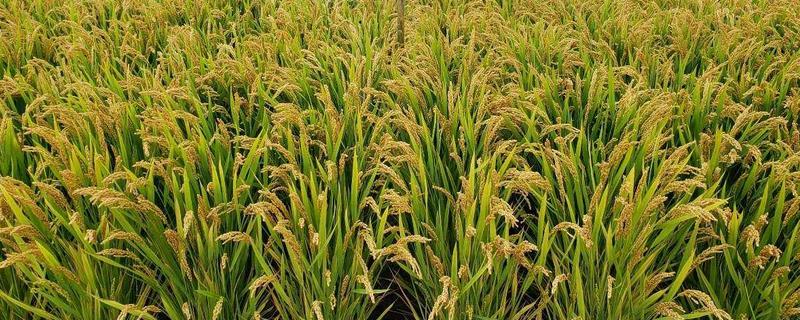 千乡优5040水稻品种简介，综合防治病虫害