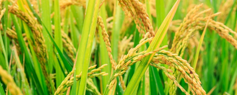 泰优粤禾丝苗水稻种子简介，该品种株型适中