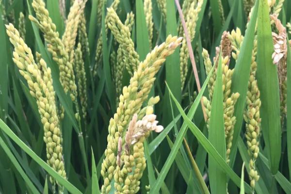 兆优6319水稻种子特点，综合防治病虫害